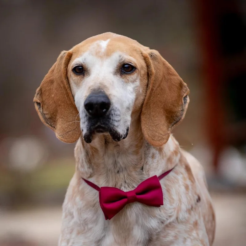 A senior large-sized male Hound dog named Marshall for adoption in Aldie, VA