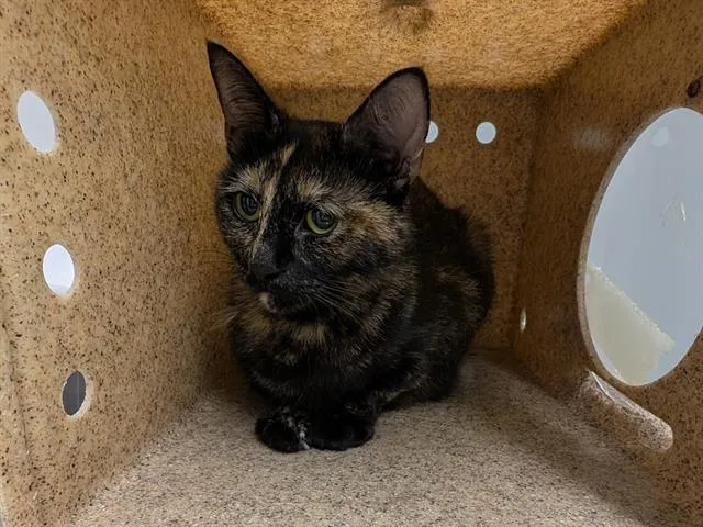 A young medium-sized female Domestic Short Hair cat named Cleo for adoption in Kent, WA