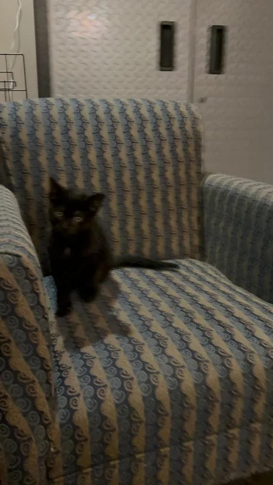 A baby small-sized male Black Domestic Short Hair cat named Vadar Ne. for adoption in Peoria, IL