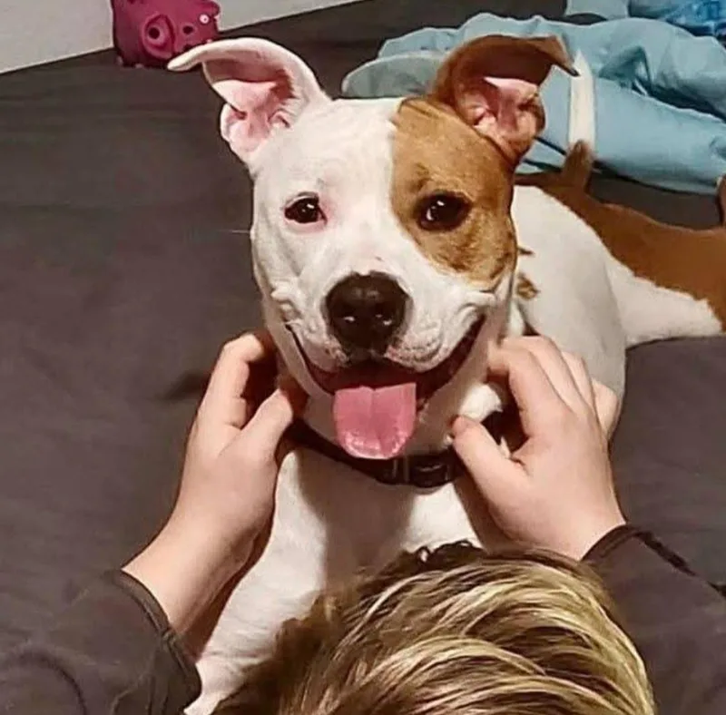 An adult large-sized female Pit Bull Terrier dog named Scout for adoption in Seville, OH