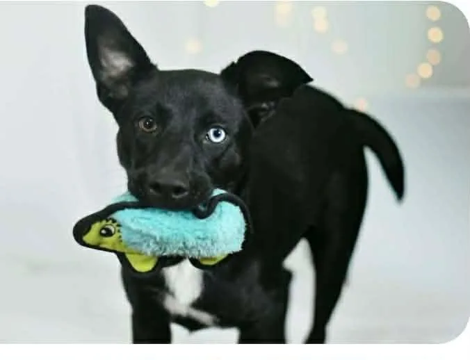 A baby medium-sized male Black Mixed Breed dog named Valor for adoption in BONIFAY, FL