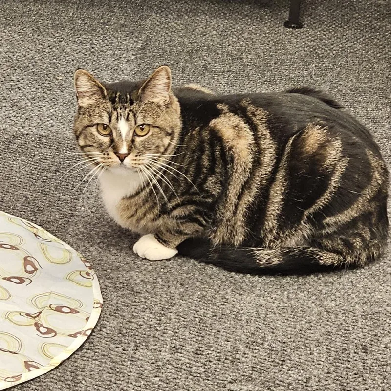 Madeleine thumbnail 2