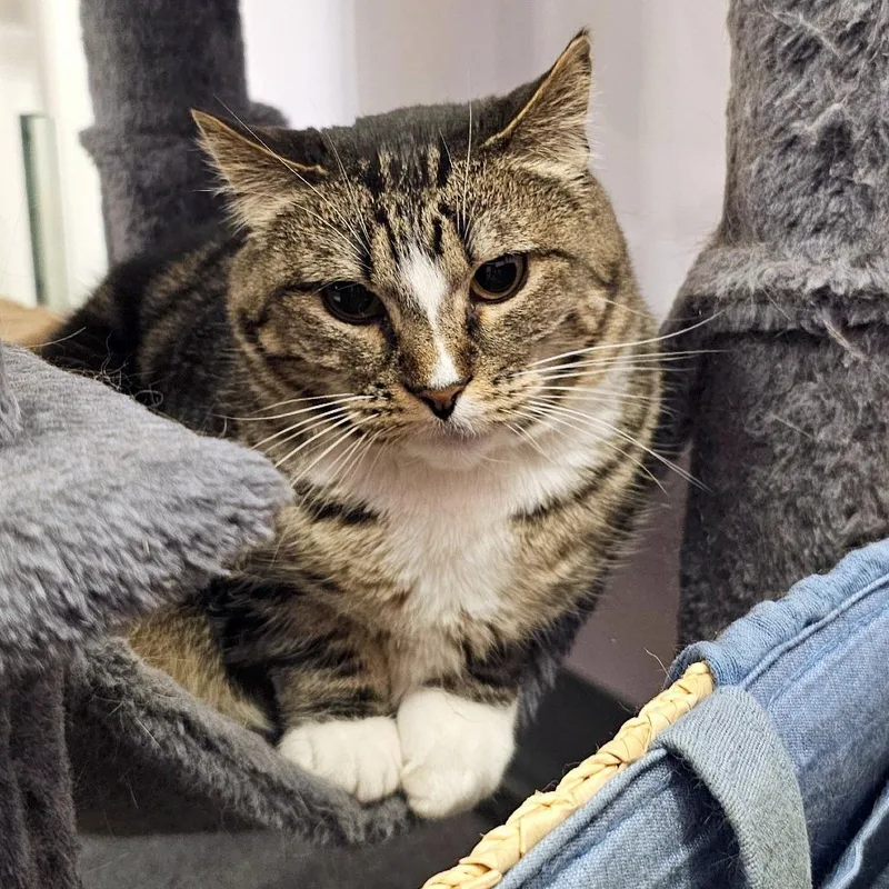 Madeleine thumbnail 3