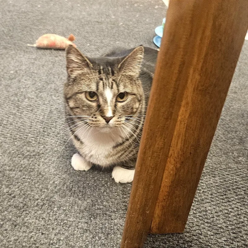 Madeleine thumbnail 4