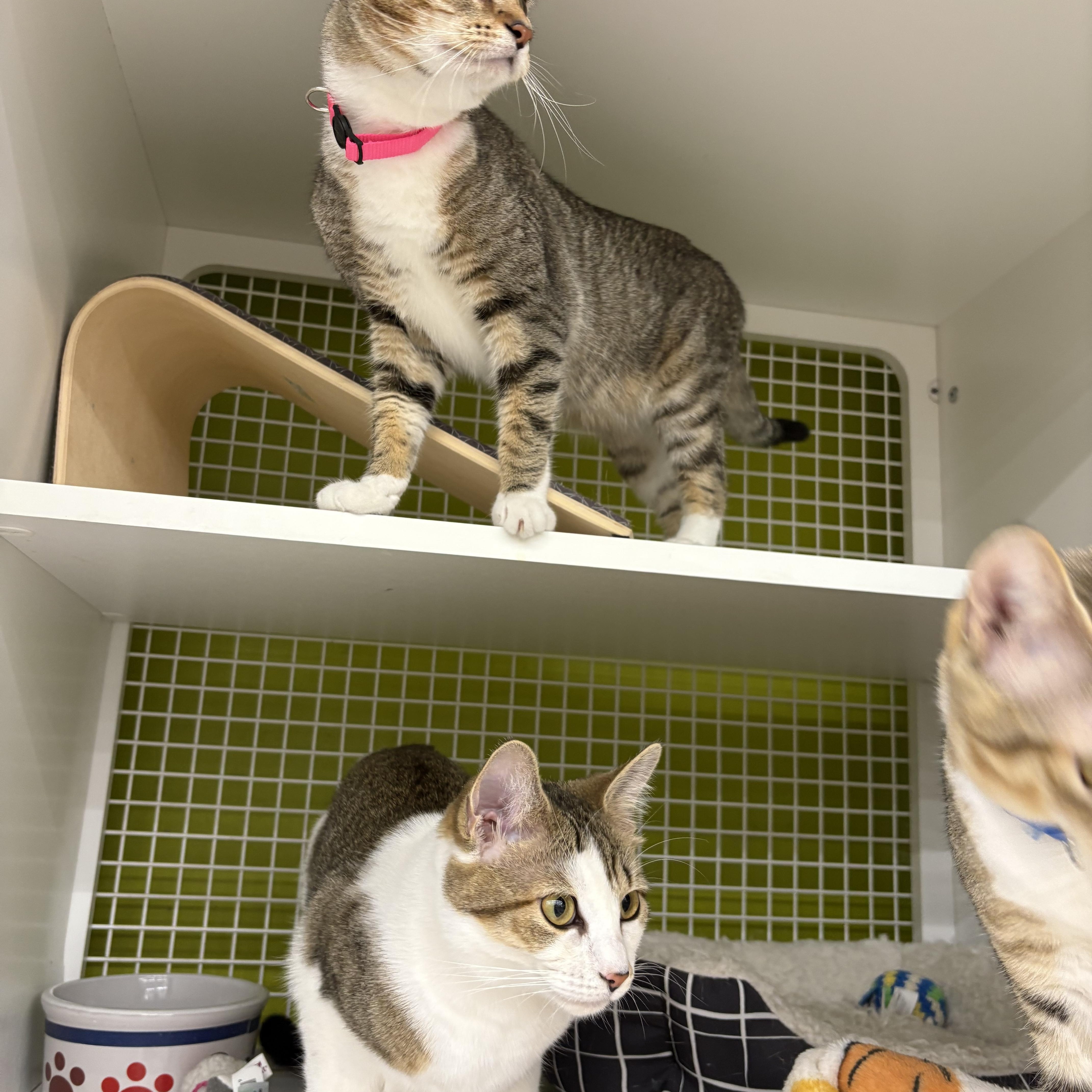 Baby Spice thumbnail 2