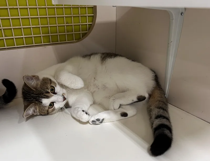 Baby Spice thumbnail 3