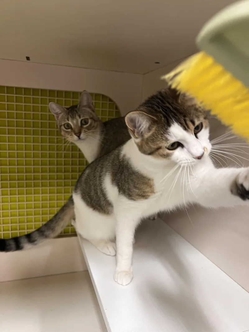 Baby Spice thumbnail 5