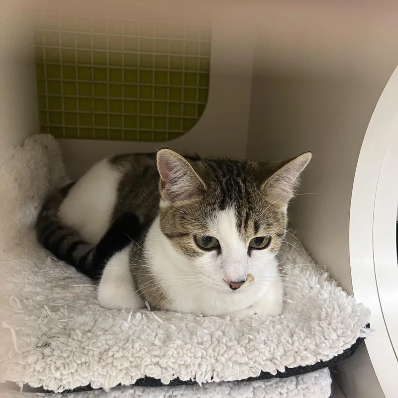 Baby Spice thumbnail 6