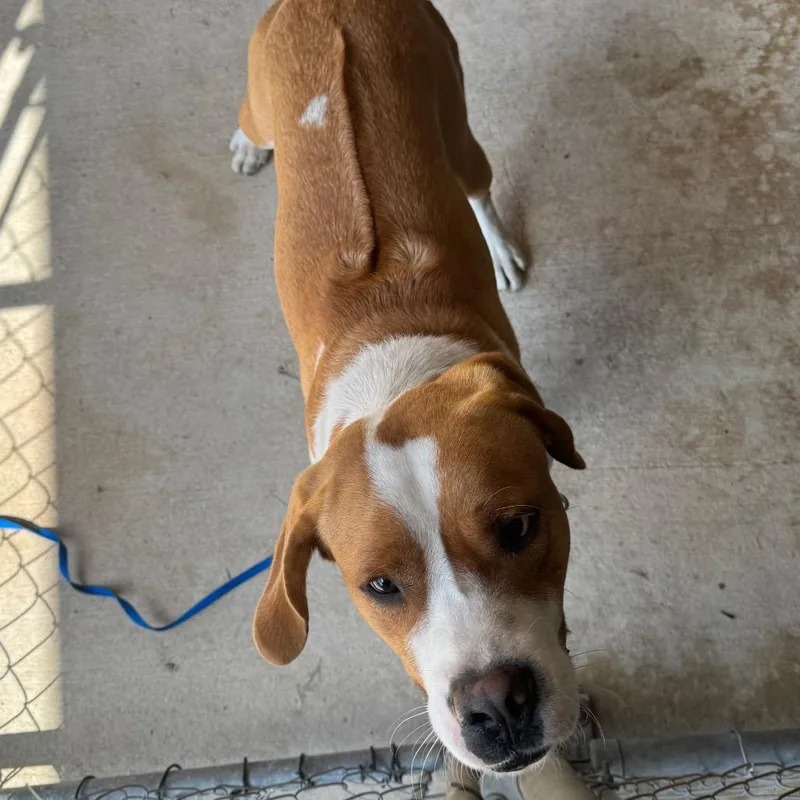 An adult medium-sized male Yellow / Tan / Blond / Fawn Hound dog named Dexter for adoption in Birmingham, AL