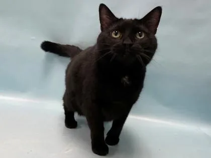A senior small-sized female Domestic Short Hair cat named Lucy for adoption in Coon Rapids, MN