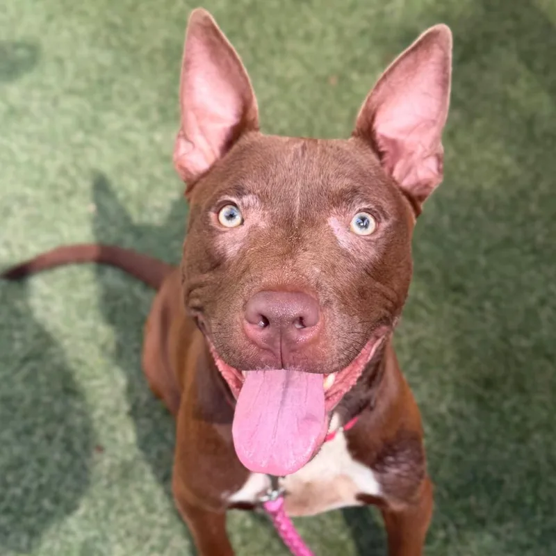 A young medium-sized female Red / Chestnut / Orange Mixed Breed dog named Zucchini for adoption in Asheville, NC