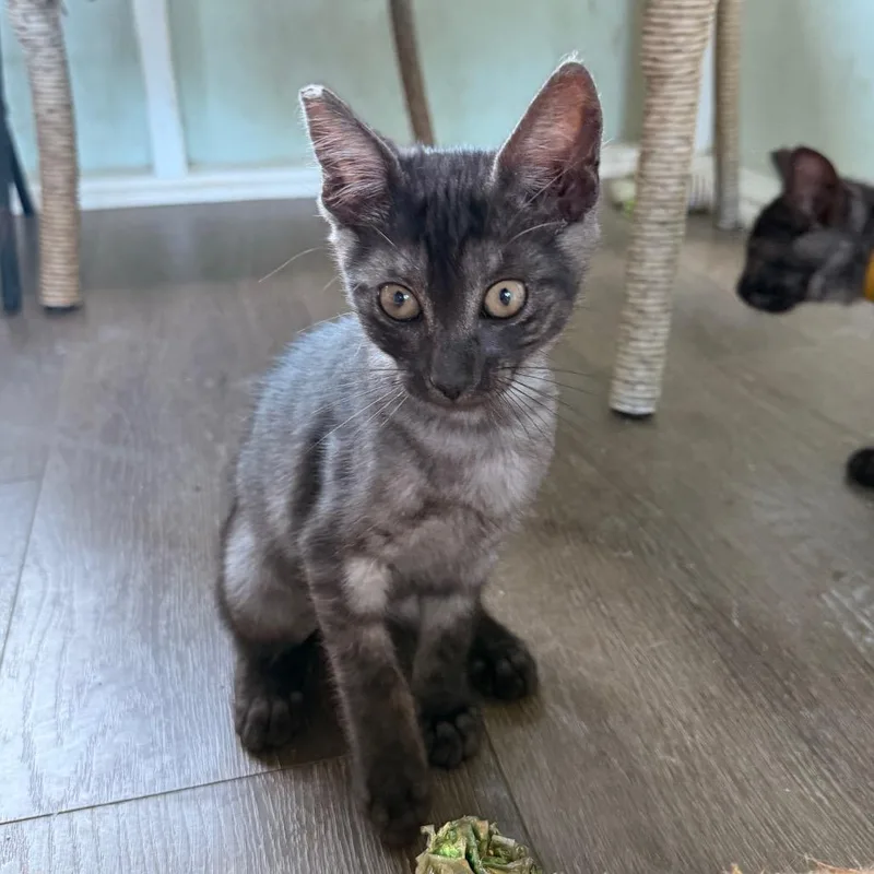 A baby small-sized female Gray / Blue / Silver Domestic Short Hair cat named Pepper for adoption in Volcano, HI