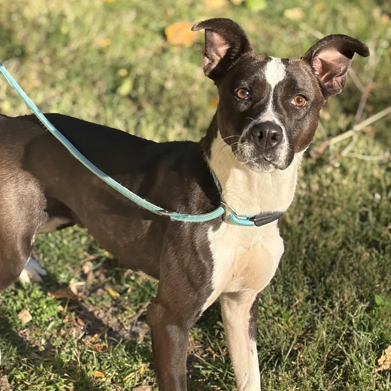 An adult medium-sized female Black Terrier dog named Rosemary for adoption in Melbourne, KY