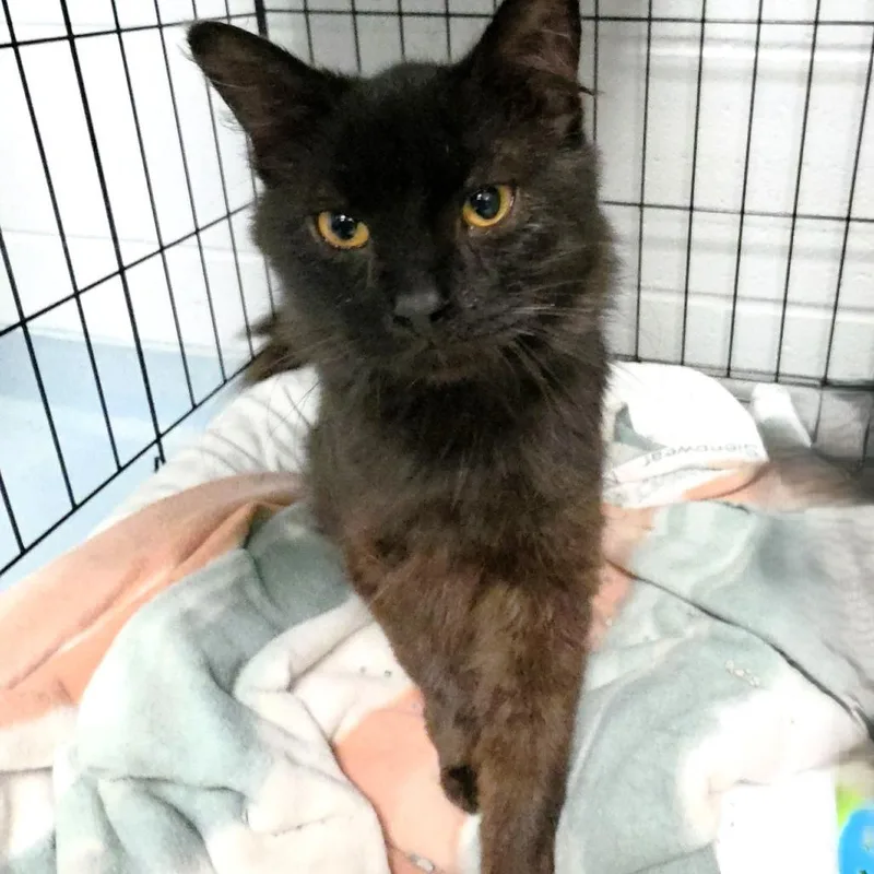 An adult medium-sized male Black Domestic Short Hair cat named Curly for adoption in Michigan City, IN