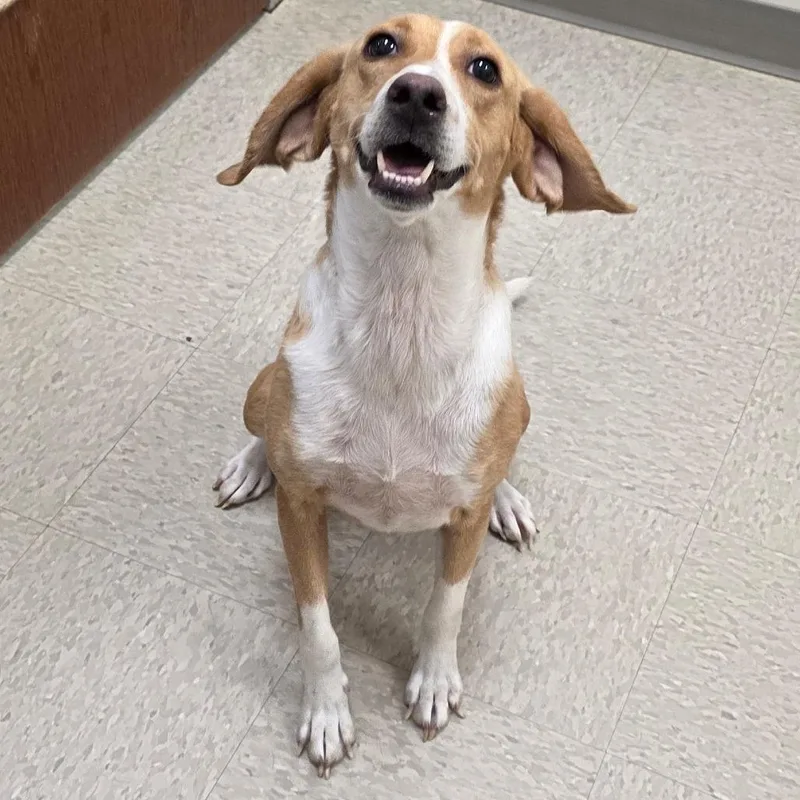 An adult medium-sized female Yellow / Tan / Blond / Fawn Hound dog named Chesapeake for adoption in Chatham, VA