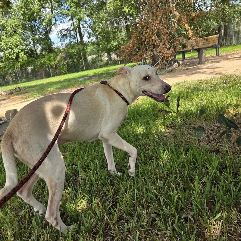 A senior medium-sized male Shepherd dog named Sweet Boy for adoption in Beaumont, TX