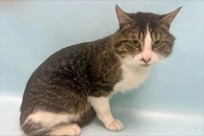 An adult small-sized male Domestic Short Hair cat named Tuna for adoption in Coon Rapids, MN