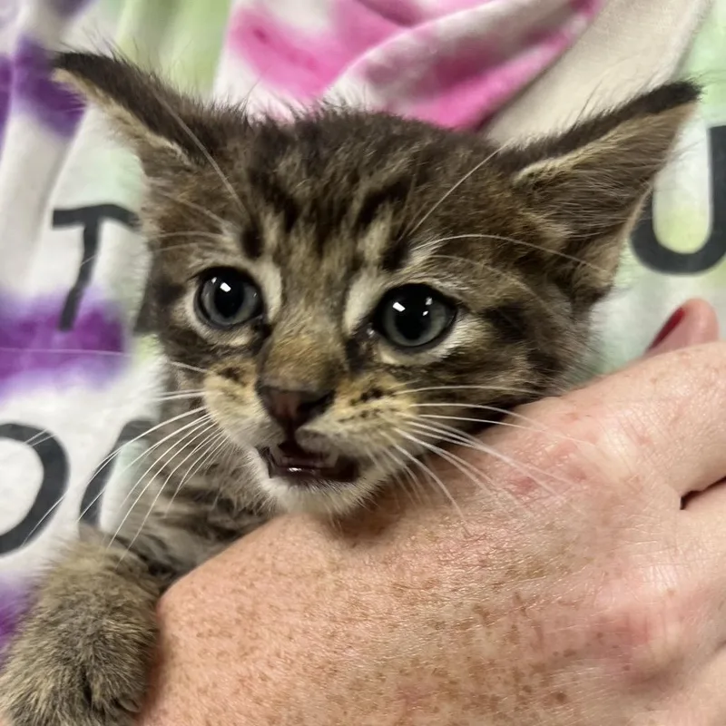 A baby small-sized male Brown / Chocolate Domestic Short Hair cat named Dunkerooc for adoption in East Saint Louis, IL
