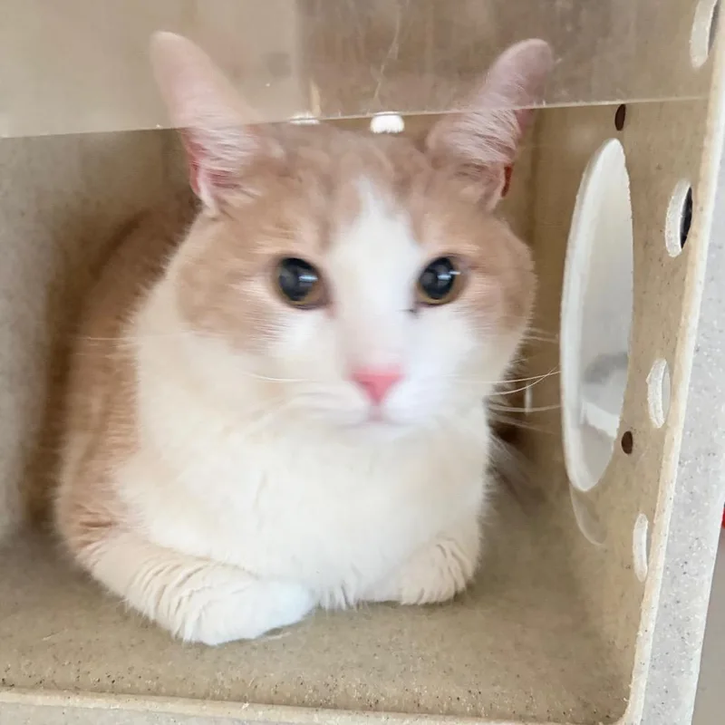 A senior large-sized male Orange / Red Domestic Short Hair cat named Coco for adoption in Philadelphia, PA