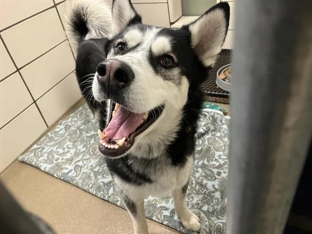 An adult large-sized male Siberian Husky dog named Shadow for adoption in Fort Wayne, IN