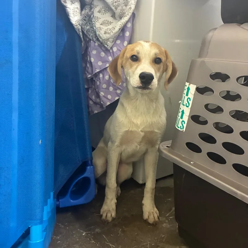 A young small-sized male Mixed Breed dog named Tupac for adoption in Corbin, KY