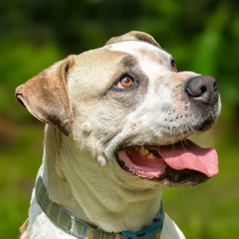 An adult large-sized male White / Cream American Bully dog named Brooks for adoption in Tomball, TX