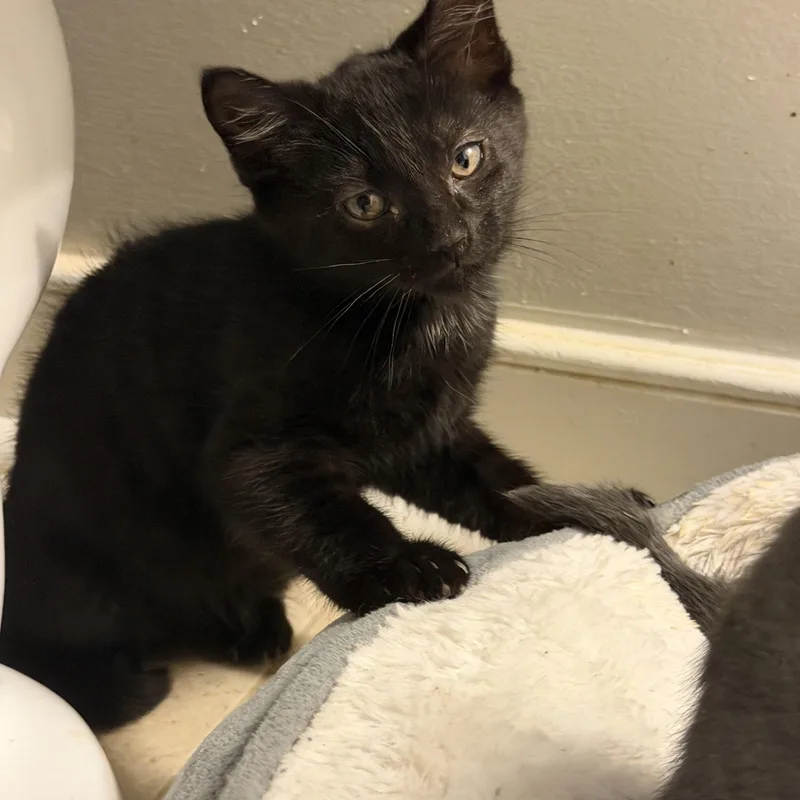 Coal