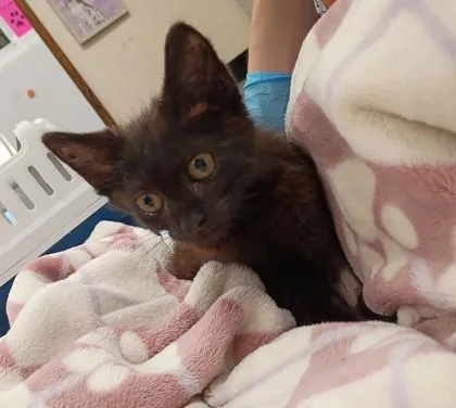 A baby small-sized male Domestic Short Hair cat named Orion for adoption in Palm Coast, FL