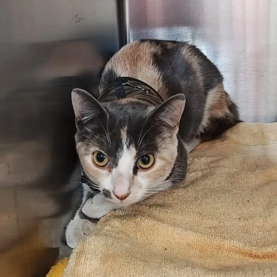 A baby small-sized female Calico Domestic Short Hair cat named IEPAStray for adoption in Upland, CA