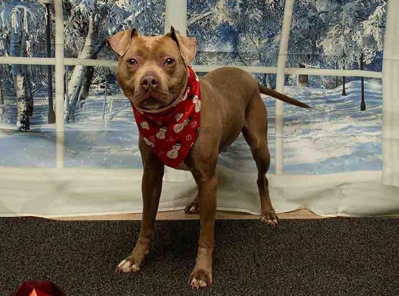 Scrooge Mcduck thumbnail 2