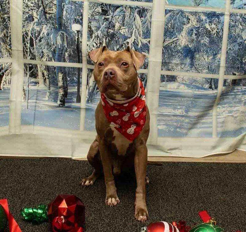 Scrooge Mcduck thumbnail 3