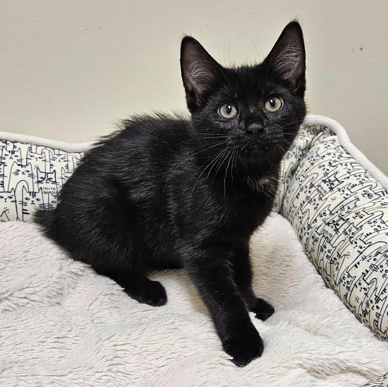A baby small-sized female Domestic Short Hair cat named Tinkerbell for adoption in Fremont, OH