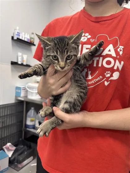 A baby small-sized male Domestic Short Hair cat named Sully for adoption in West Chester, PA