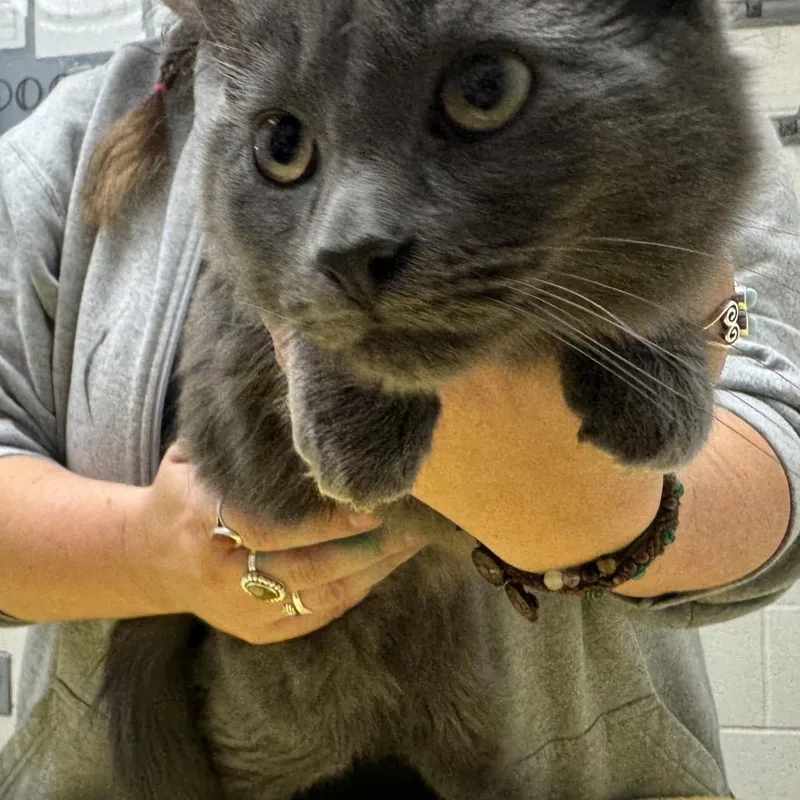 A young large-sized male Gray / Blue / Silver Domestic Medium Hair cat named Nalu for adoption in Murray, UT
