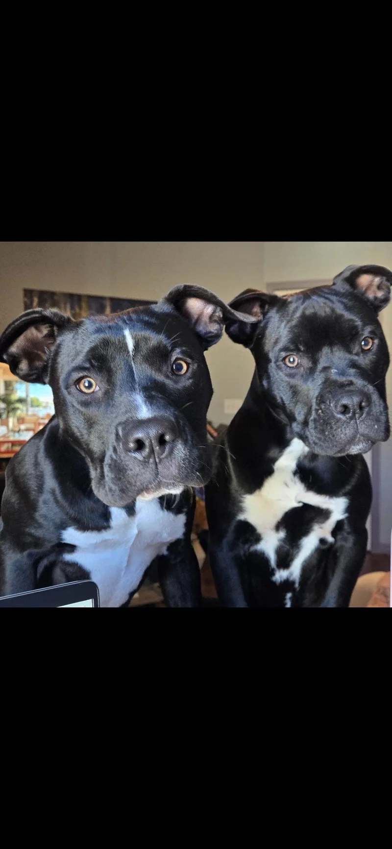 An adult medium-sized female American Bulldog dog named Mystique AKA Cali BONDED for adoption in Sanford, FL