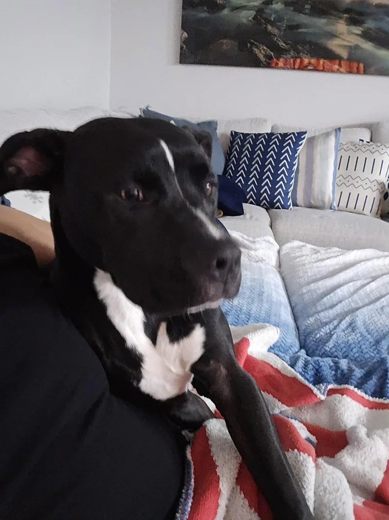 Mystique AKA Cali BONDED thumbnail 3