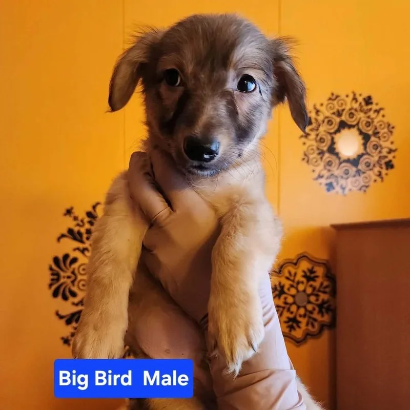 Big Bird