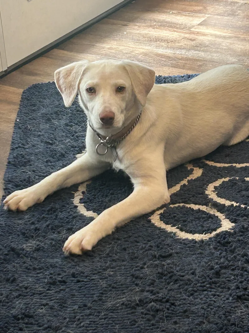 A baby medium-sized female White / Cream Labrador Retriever dog named Peaches for adoption in Scottsburg, IN