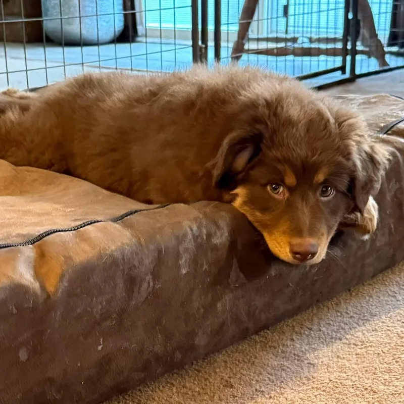 Hazel