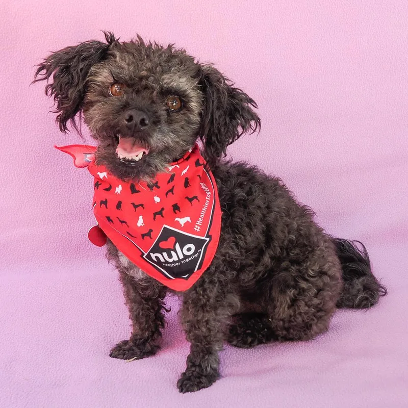 An adult small-sized male Black Miniature Poodle dog named Milo for adoption in Point Richmond, CA