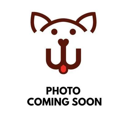 A baby small-sized male Siamese cat named Aj for adoption in Columbia, SC