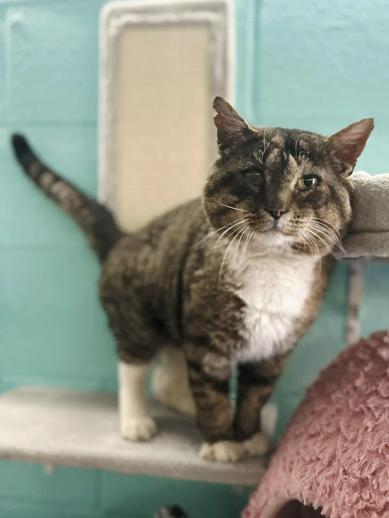 Theodore Cinnamon Roll thumbnail 2