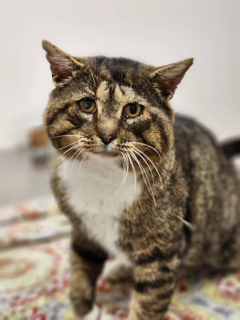 Theodore Cinnamon Roll thumbnail 3