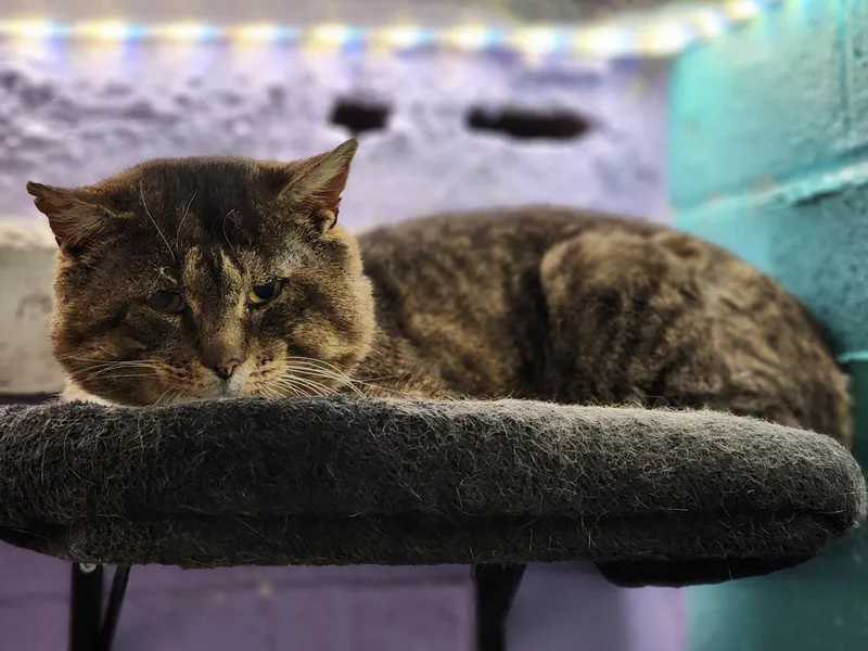 Theodore Cinnamon Roll thumbnail 4