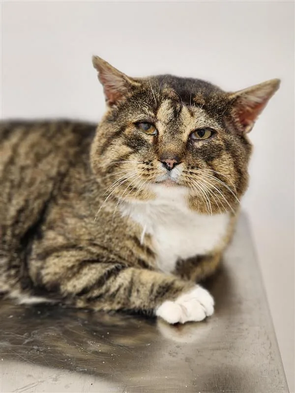 Theodore Cinnamon Roll