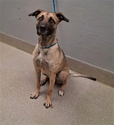 A young large-sized female Pit Bull Terrier dog named Wolfie for adoption in Las Vegas, NV