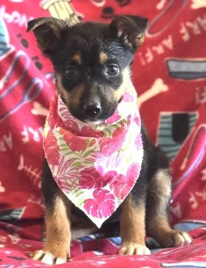 A baby medium-sized female German Shepherd Dog dog named Purple for adoption in Madison, NJ
