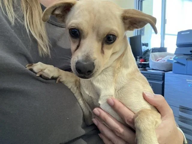 A young small-sized male Chihuahua dog named Remo for adoption in Tustin, CA