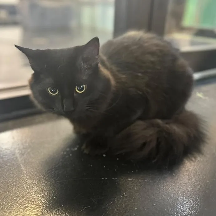 A young medium-sized male Black Domestic Long Hair cat named Winston for adoption in Gadsden, AL