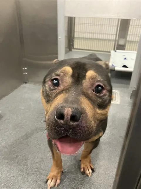 An adult medium-sized male Pit Bull Terrier dog named Papi for adoption in Dallas, TX